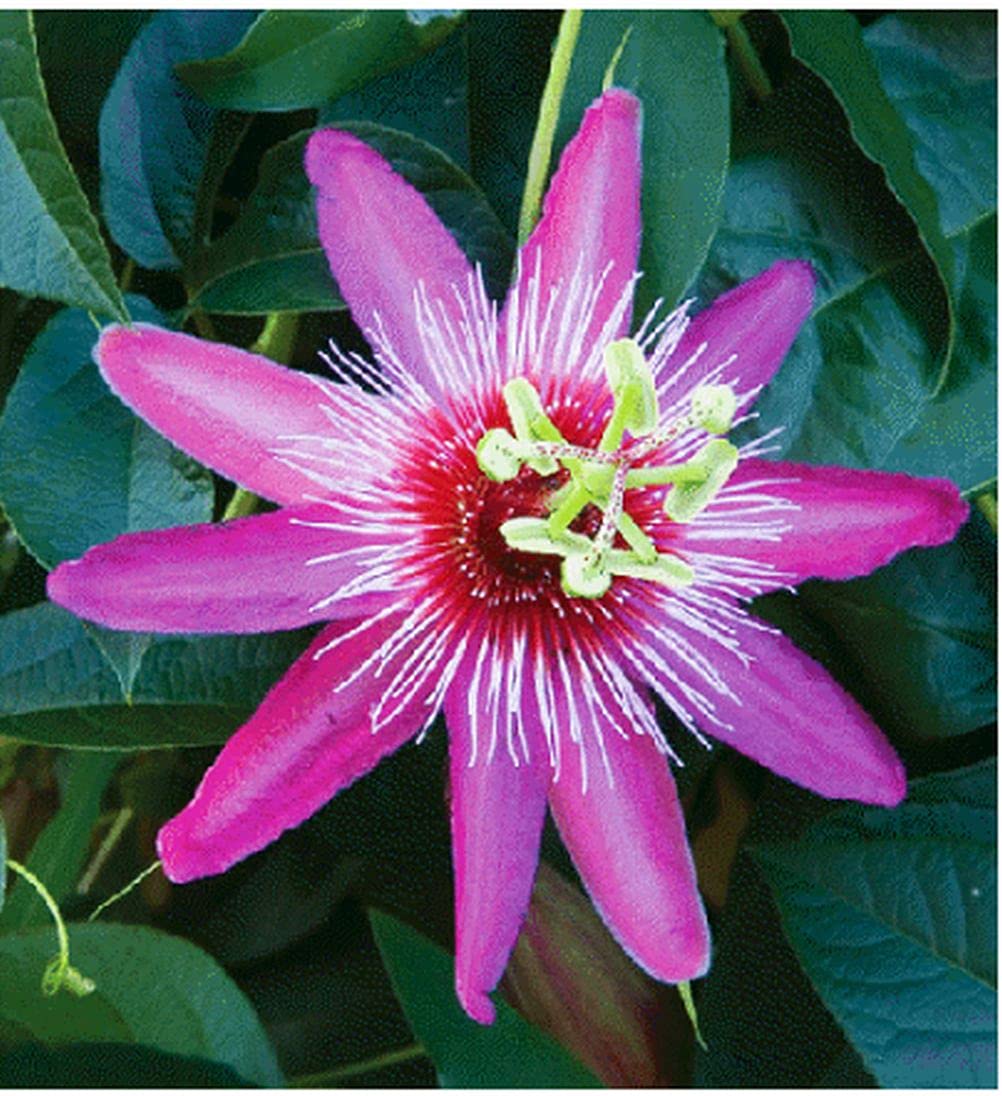 Amazon.com : 99roadsgarden Passion Flower Seeds Mixed Color 50+